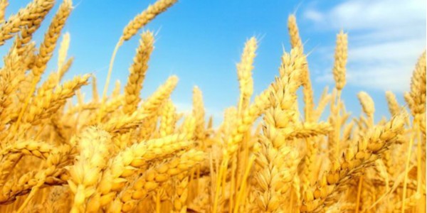 巴西谷物出口商協(xié)會將10月份巴西小麥出口量調(diào)低到6.4萬噸