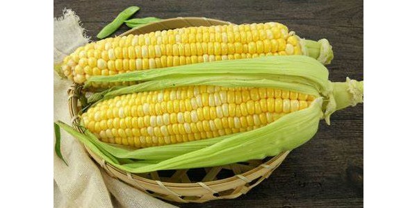 南美玉米聚焦：2024年初巴西玉米出口面臨物流成本提高的阻力
