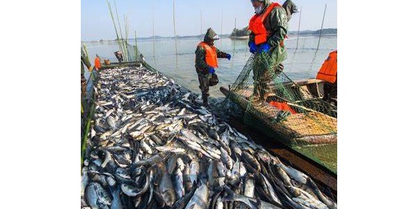 秘魯今年預(yù)計魚粉產(chǎn)量450萬噸