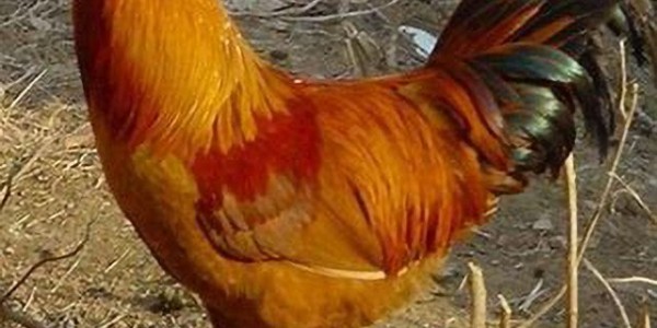 菲律賓參議院準(zhǔn)備調(diào)查雞肉過度進口